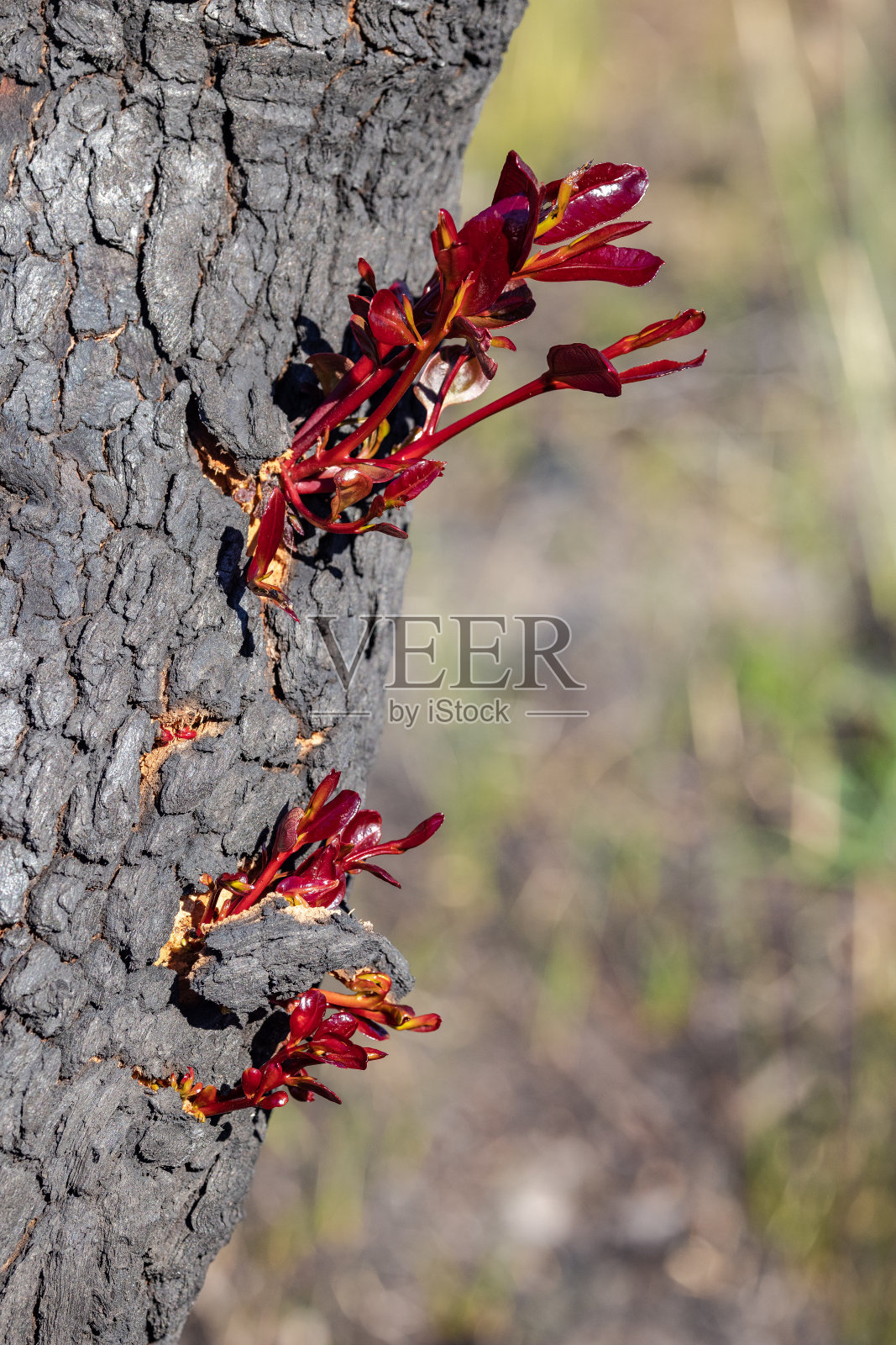 桉树的外表皮生长照片摄影图片