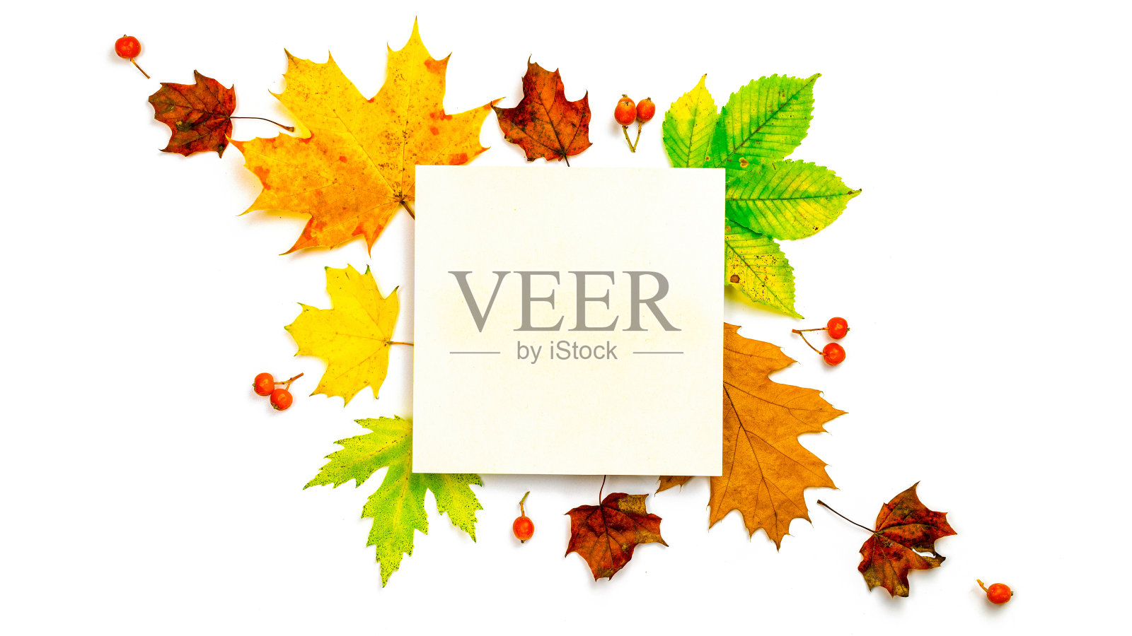 秋天的落叶。干燥的绿叶，黄叶和红浆果的形状框架孤立在白色背景空白文字。创意俯视图平铺秋构图。照片摄影图片