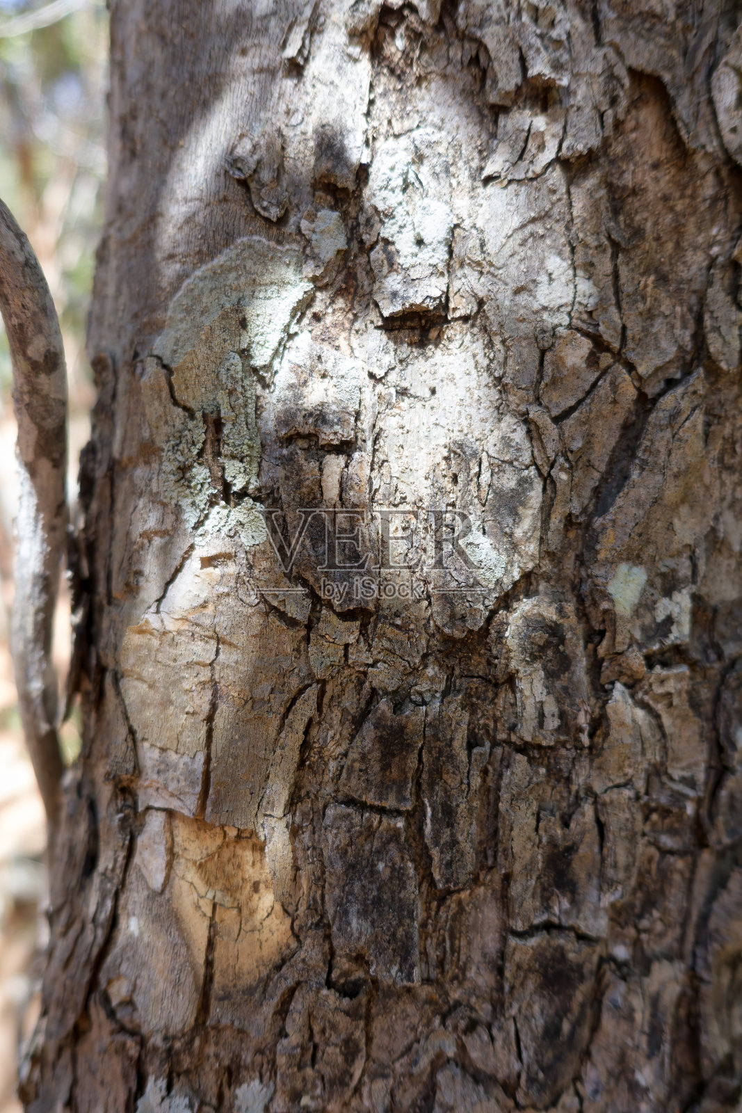 澳大利亚昆士兰干燥雨林中的树皮照片摄影图片