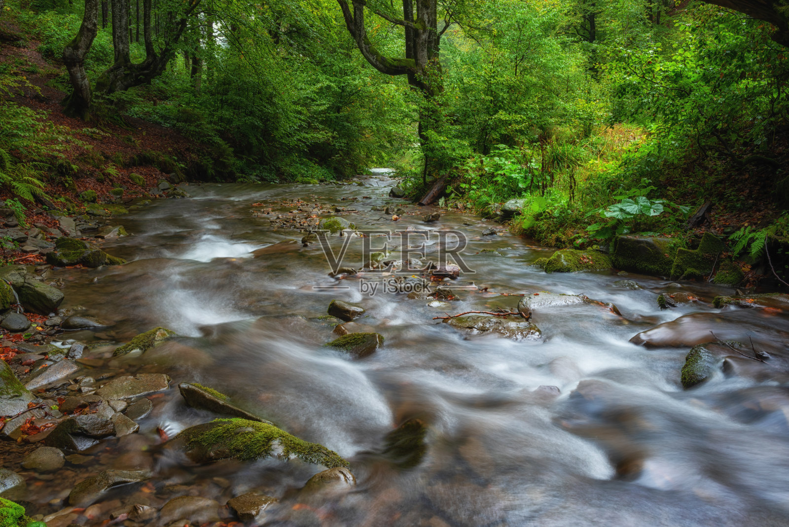 令人惊叹的自然景观，山溪在绿色的夏季森林与新鲜的绿叶雨后，户外旅行背景适合壁纸，Pylypets, Zakarpattia照片摄影图片