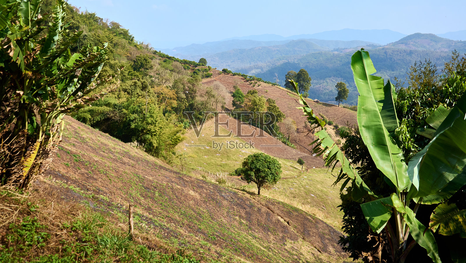 Doi Mae Salong的山坡种植园。泰国北部的山景。照片摄影图片