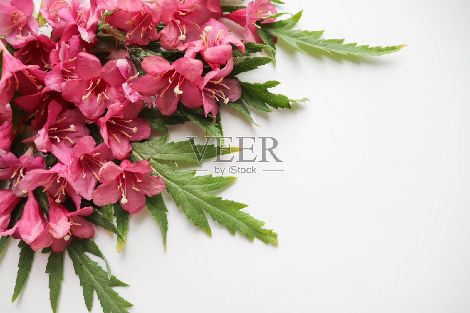 明信片模型。由粉红色的花和信封组成照片摄影图片