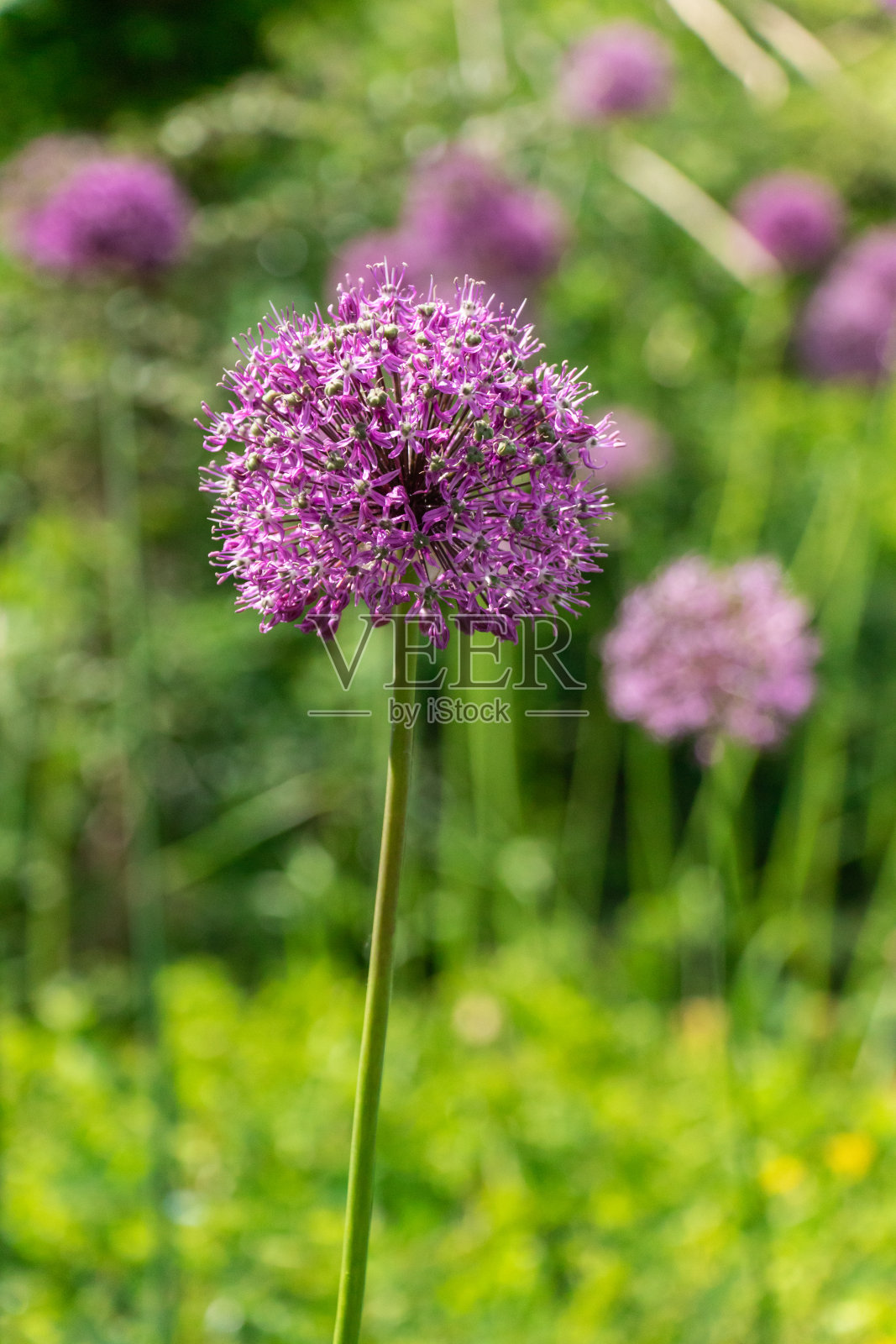 箭头上的装饰性大蒜的一种明亮的圆形花序。紫色的花。在阳光明媚的日子里，自然的绿色背景照片摄影图片