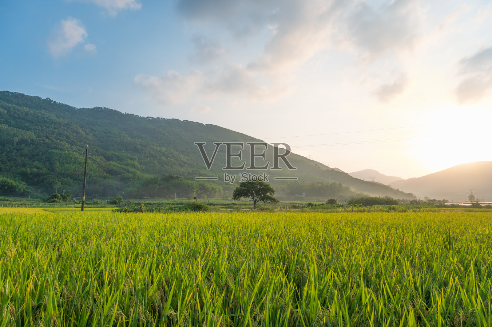 美丽的乡村稻田景色照片摄影图片