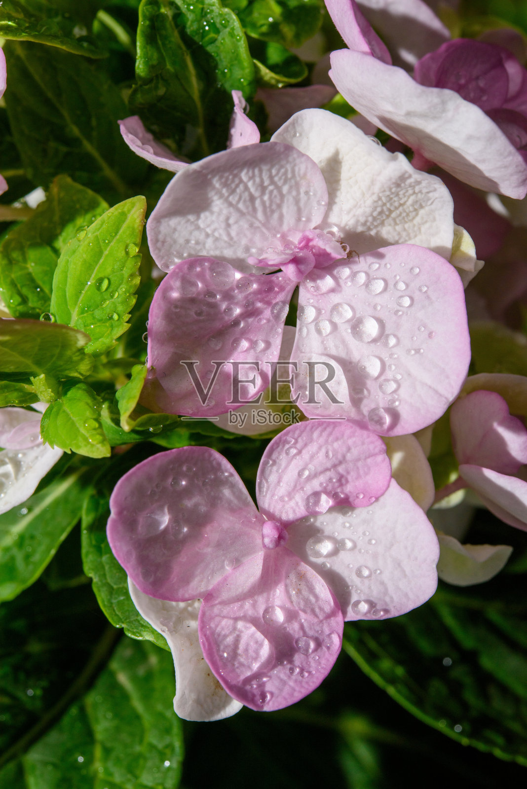 绣球花照片摄影图片