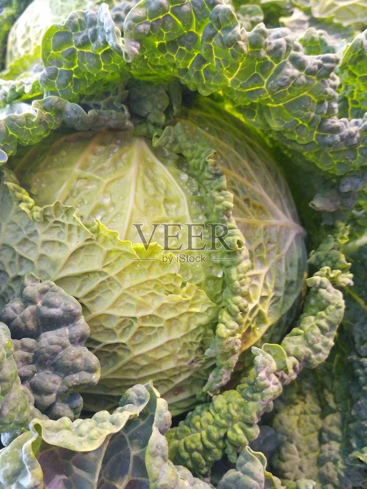 皱叶甘蓝照片摄影图片