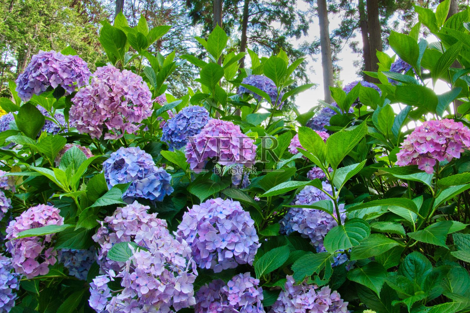 蓝色的绣球花照片摄影图片