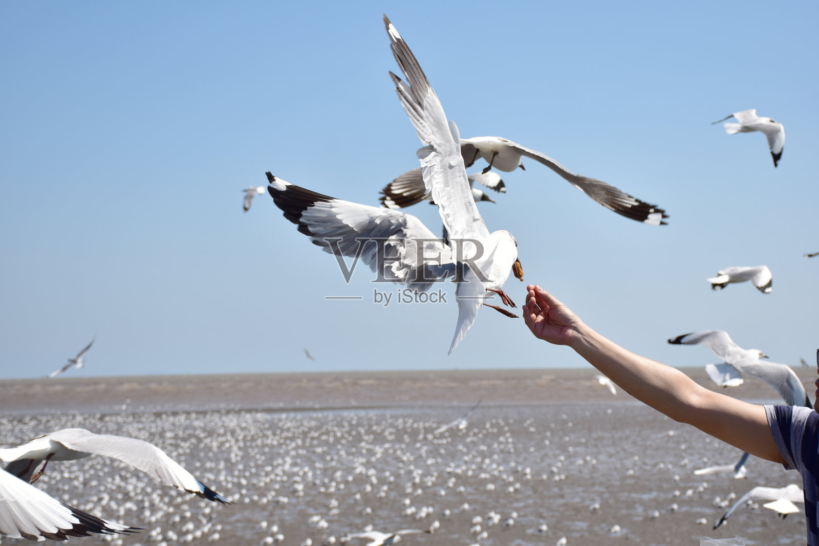 给海鸥食物的旅行者之手照片摄影图片