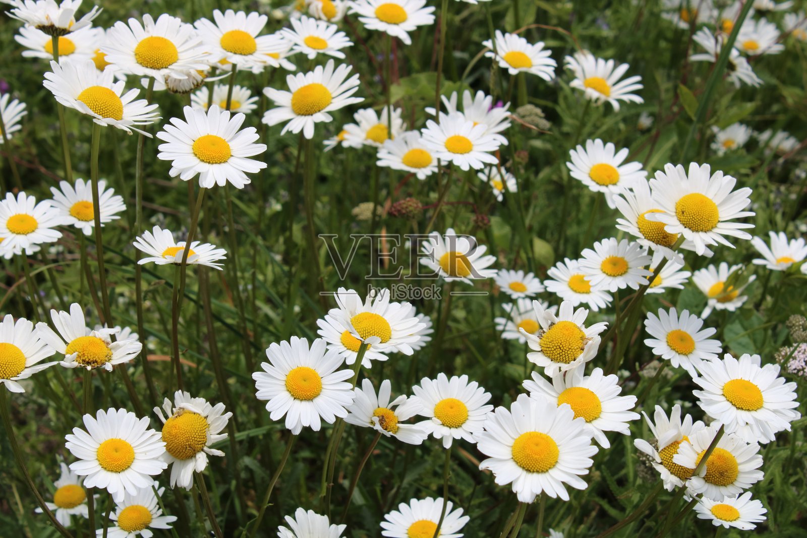 草地的雏菊照片摄影图片