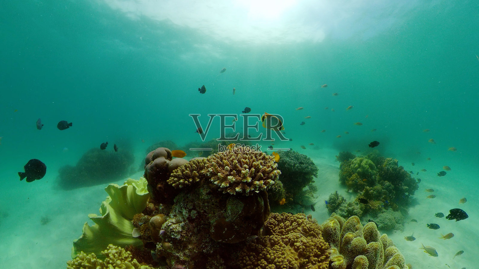 珊瑚礁和水下的鱼。菲律宾照片摄影图片