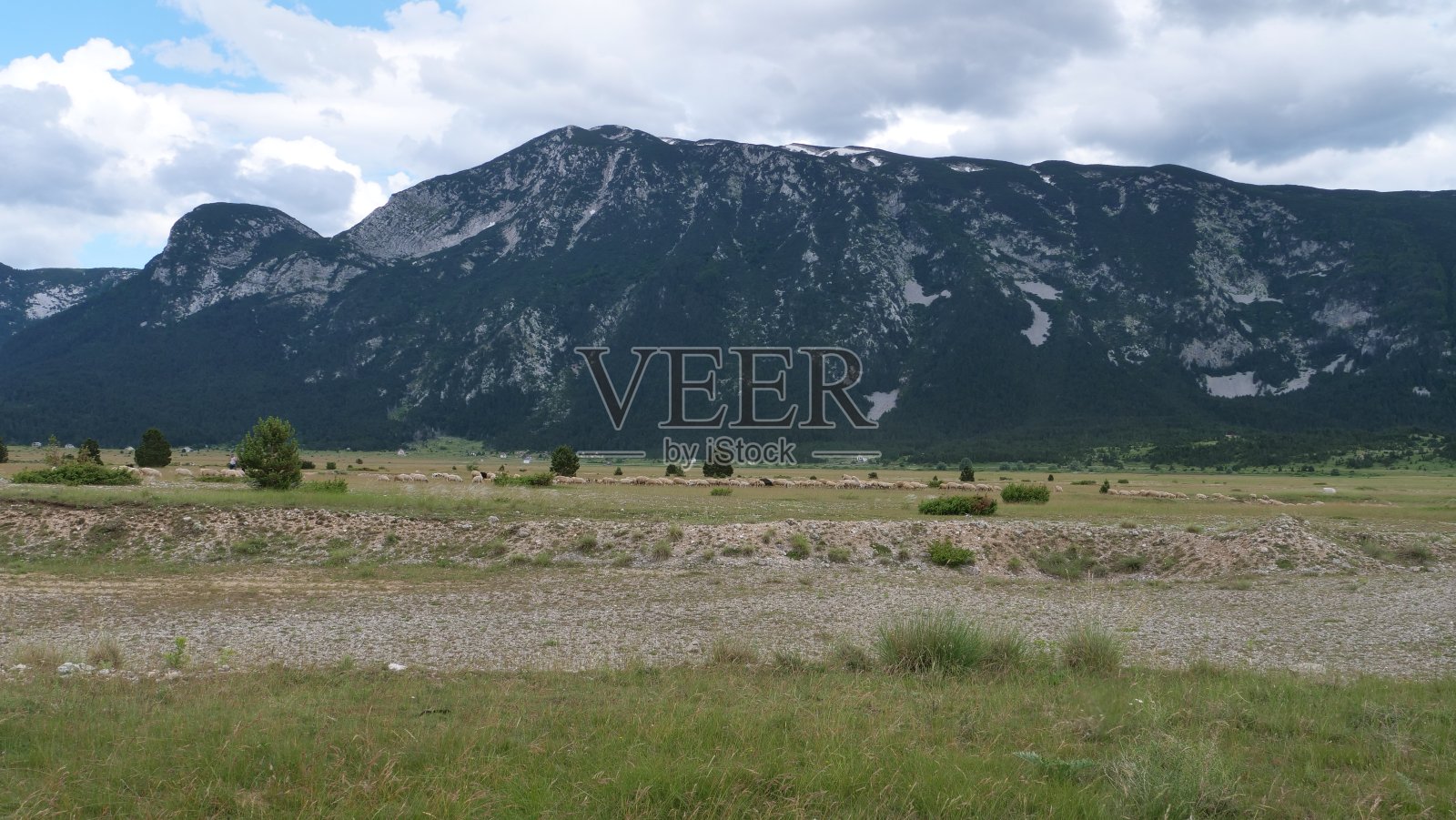 羊在Blidinje照片摄影图片