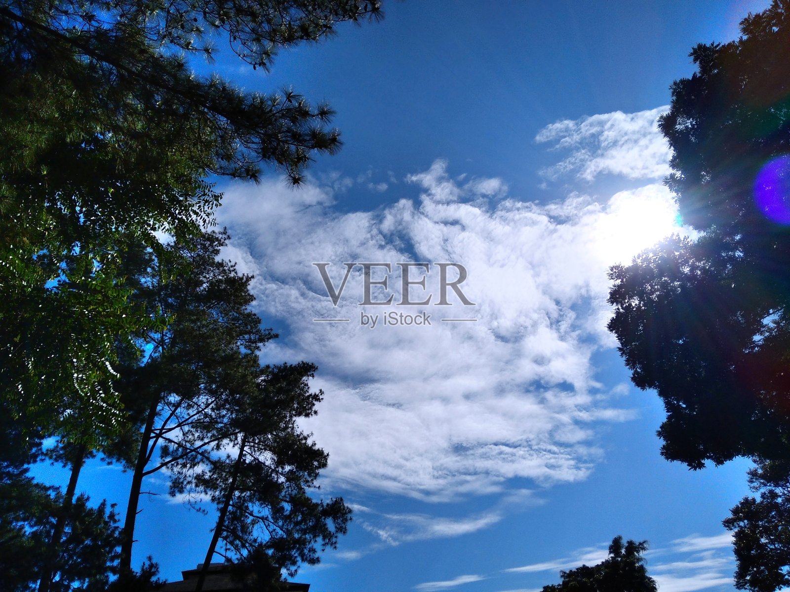 高高的树，蓝天，还有阳光照片摄影图片