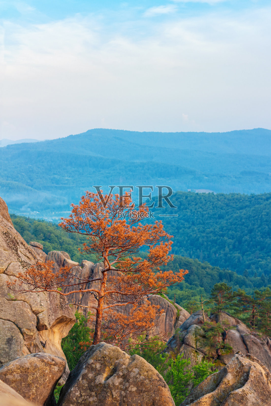 喀尔巴阡山脉自然景观，岩石间生长着干燥的松树照片摄影图片