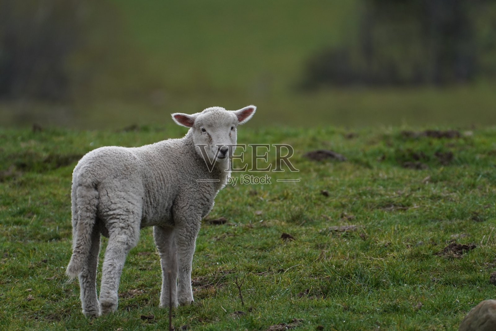 围场里的一只小羊看着摄像机照片摄影图片