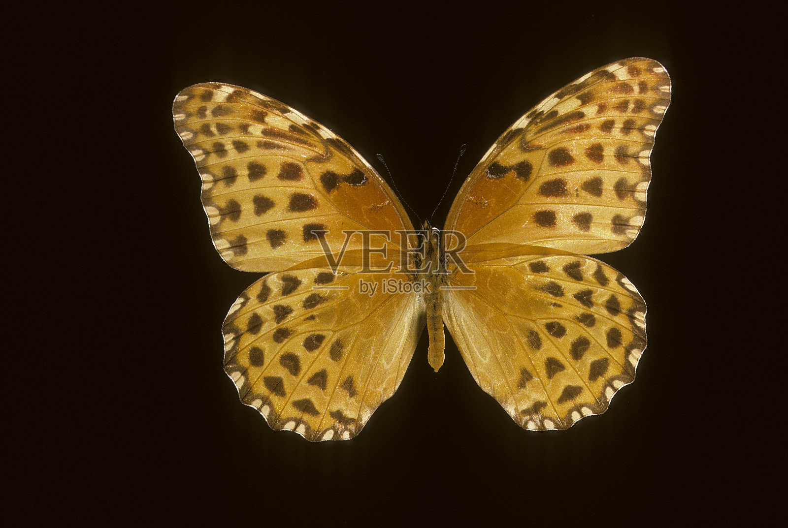 蝴蝶照片摄影图片