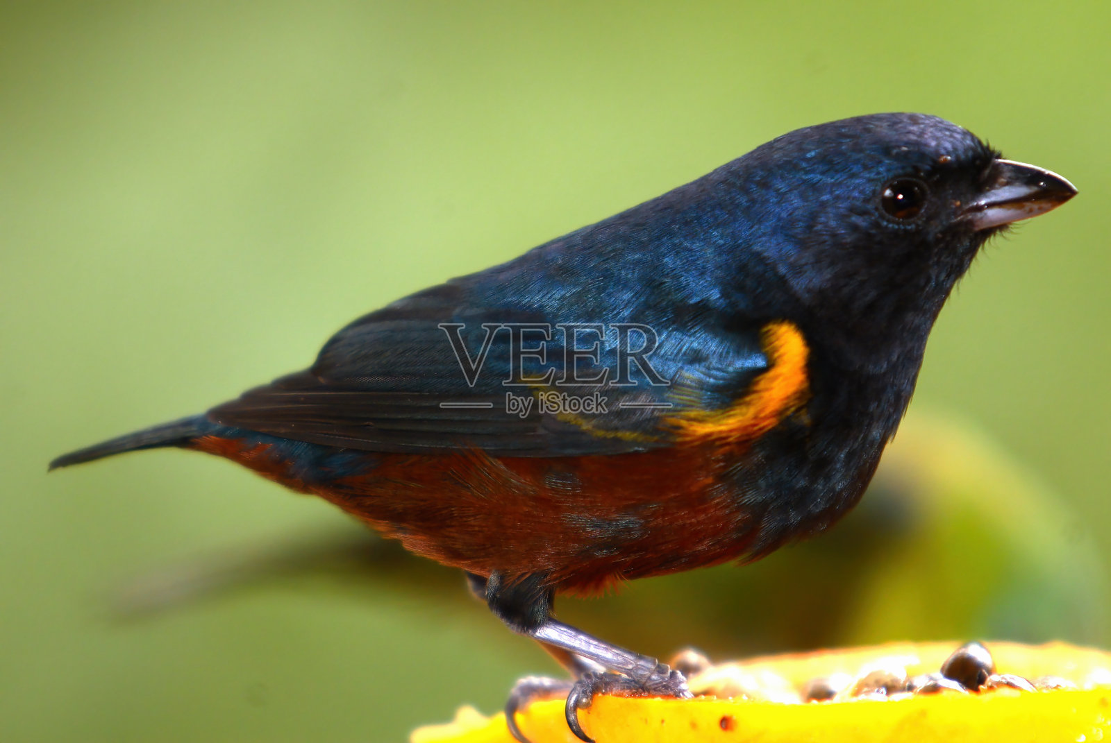 野生鸟类照片摄影图片