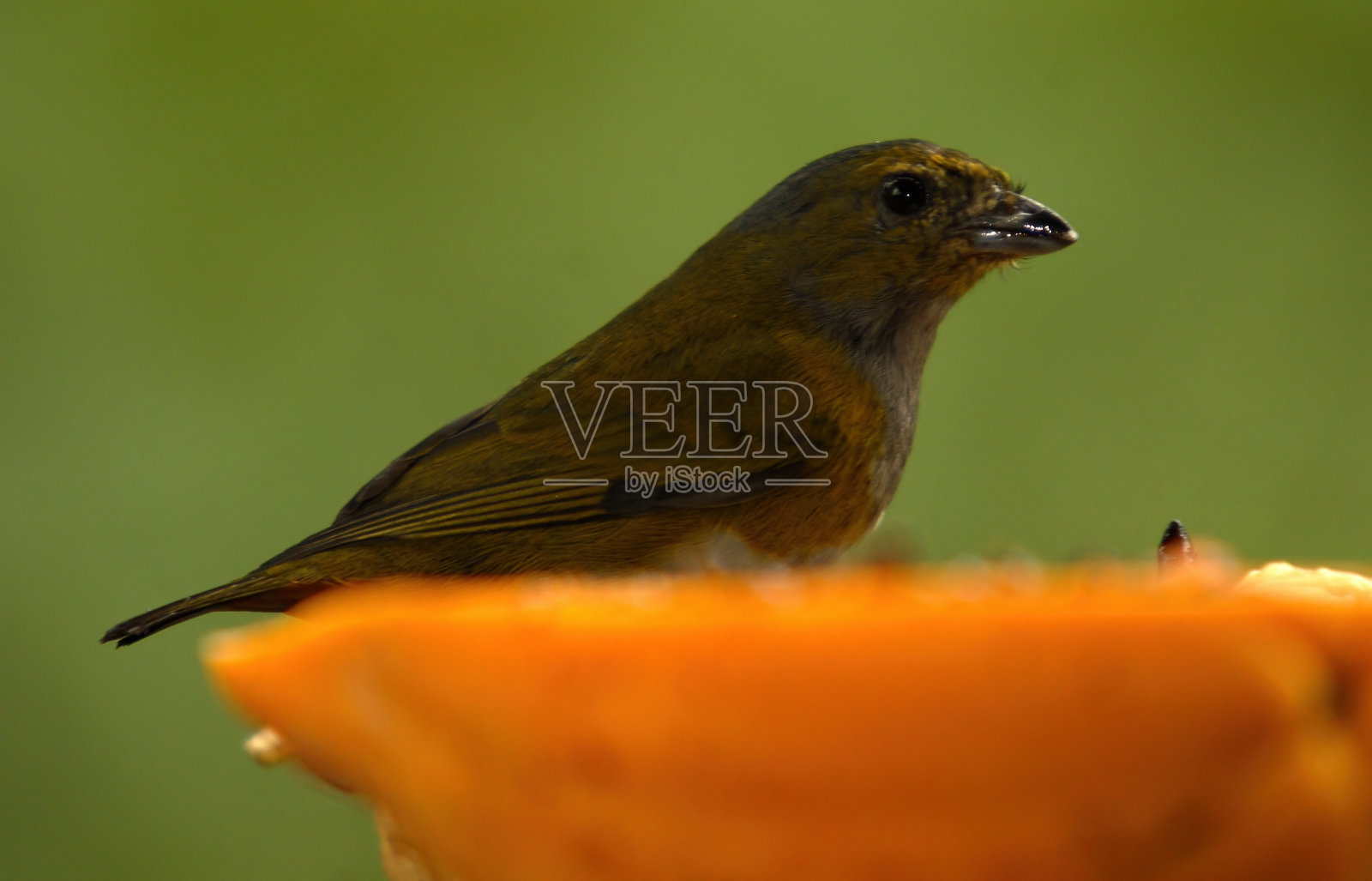 野生鸟类照片摄影图片