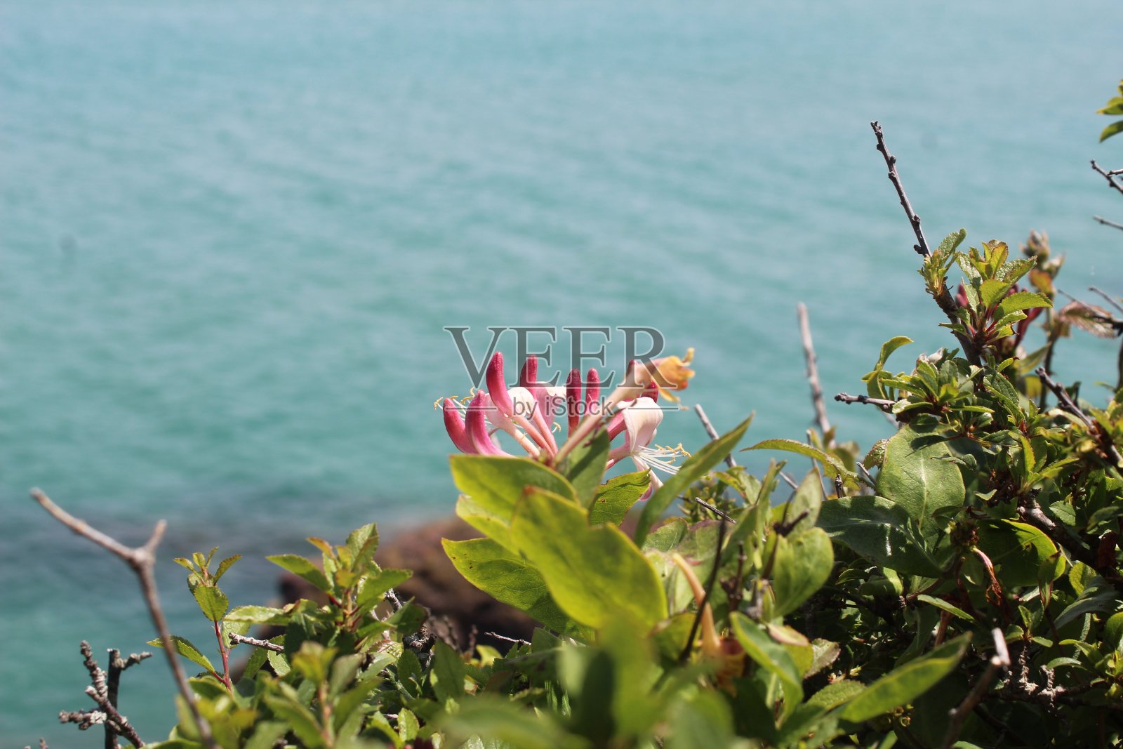 花在海照片摄影图片