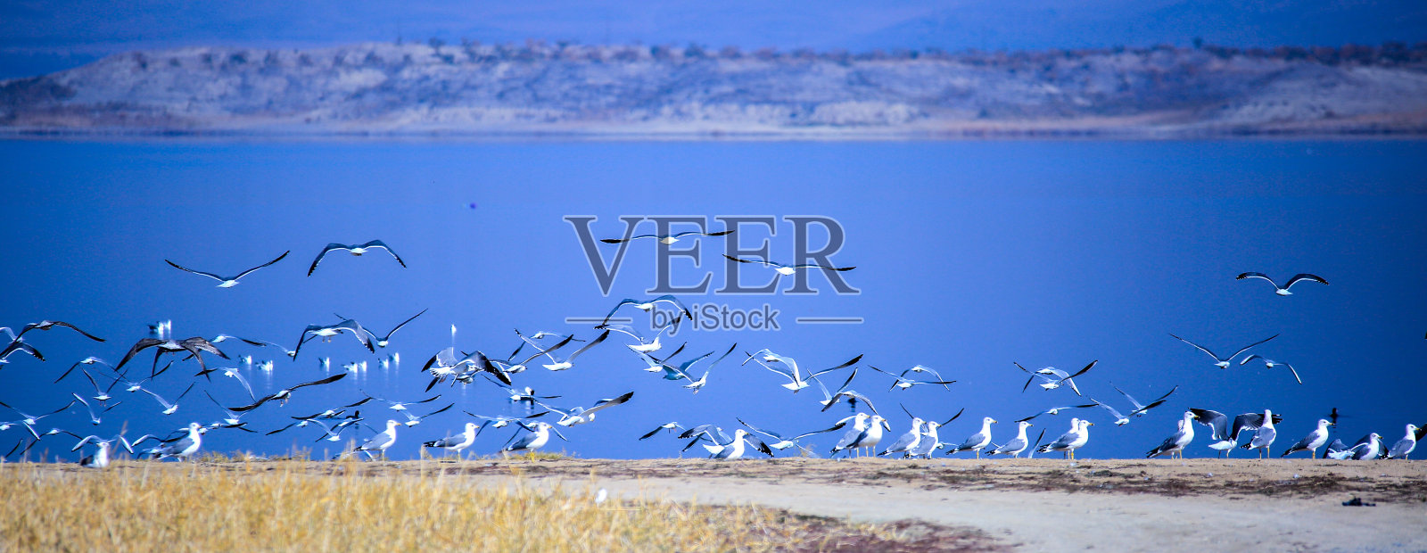 海鸥照片摄影图片