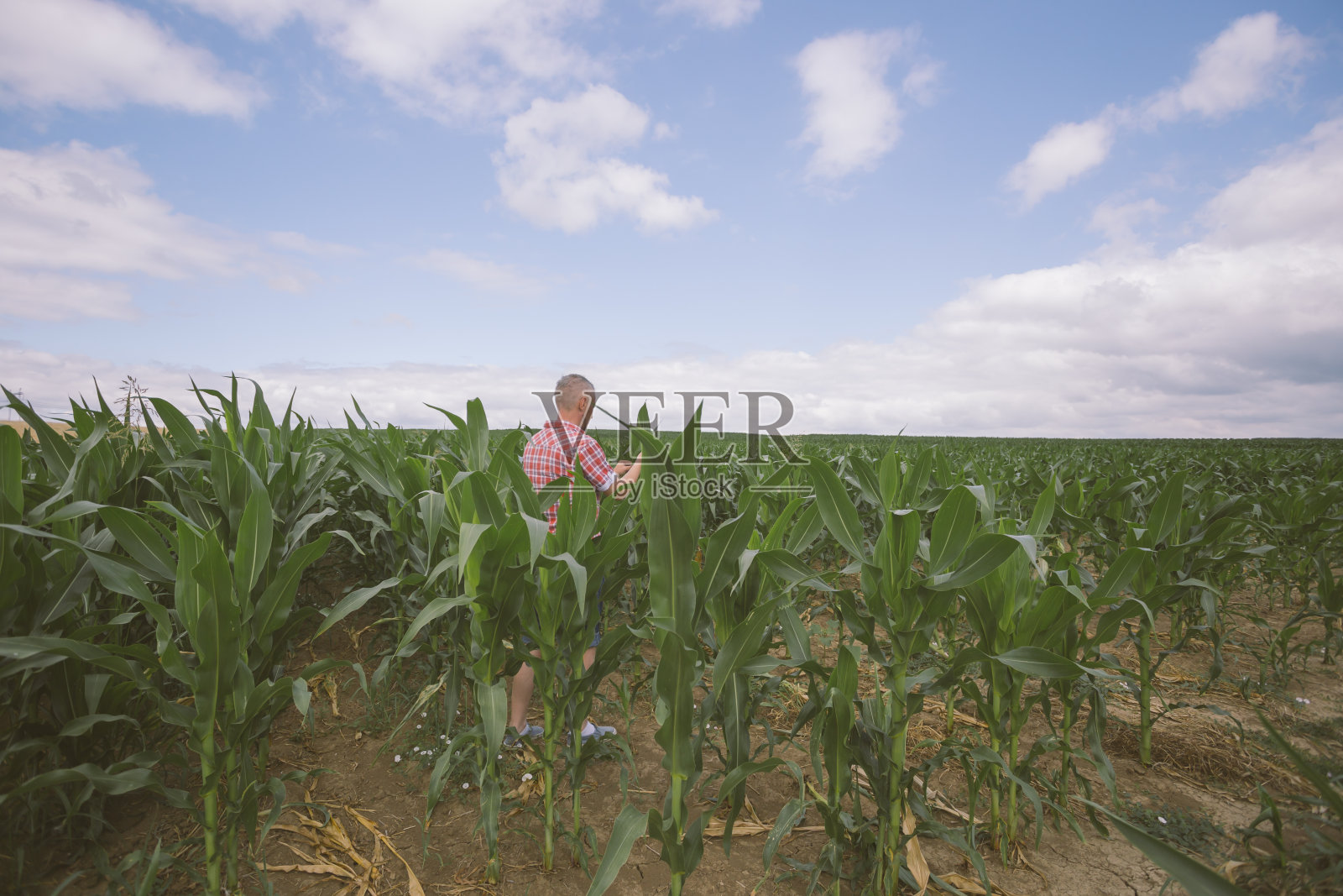 一名成年的农民在他丰富的种植绿色玉米的土地上检查作物照片摄影图片