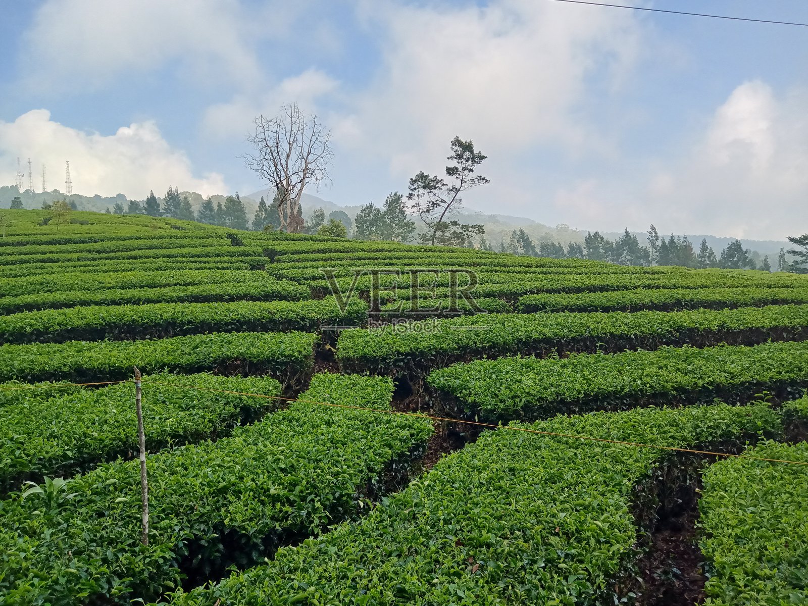 茶园，蓝天，阳光照片摄影图片