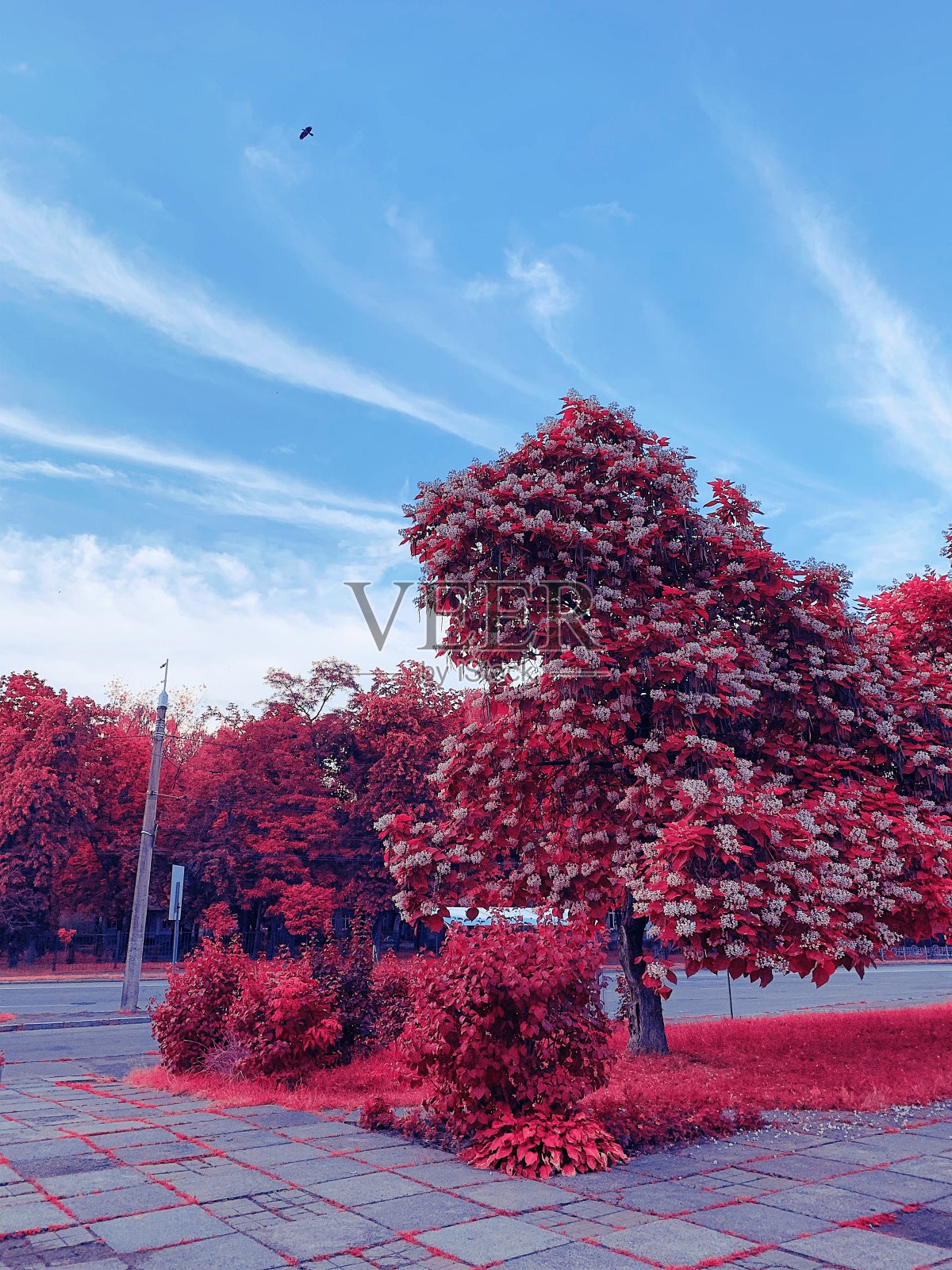 奇特的植物，粉红色的叶子和蓝色的天空照片摄影图片