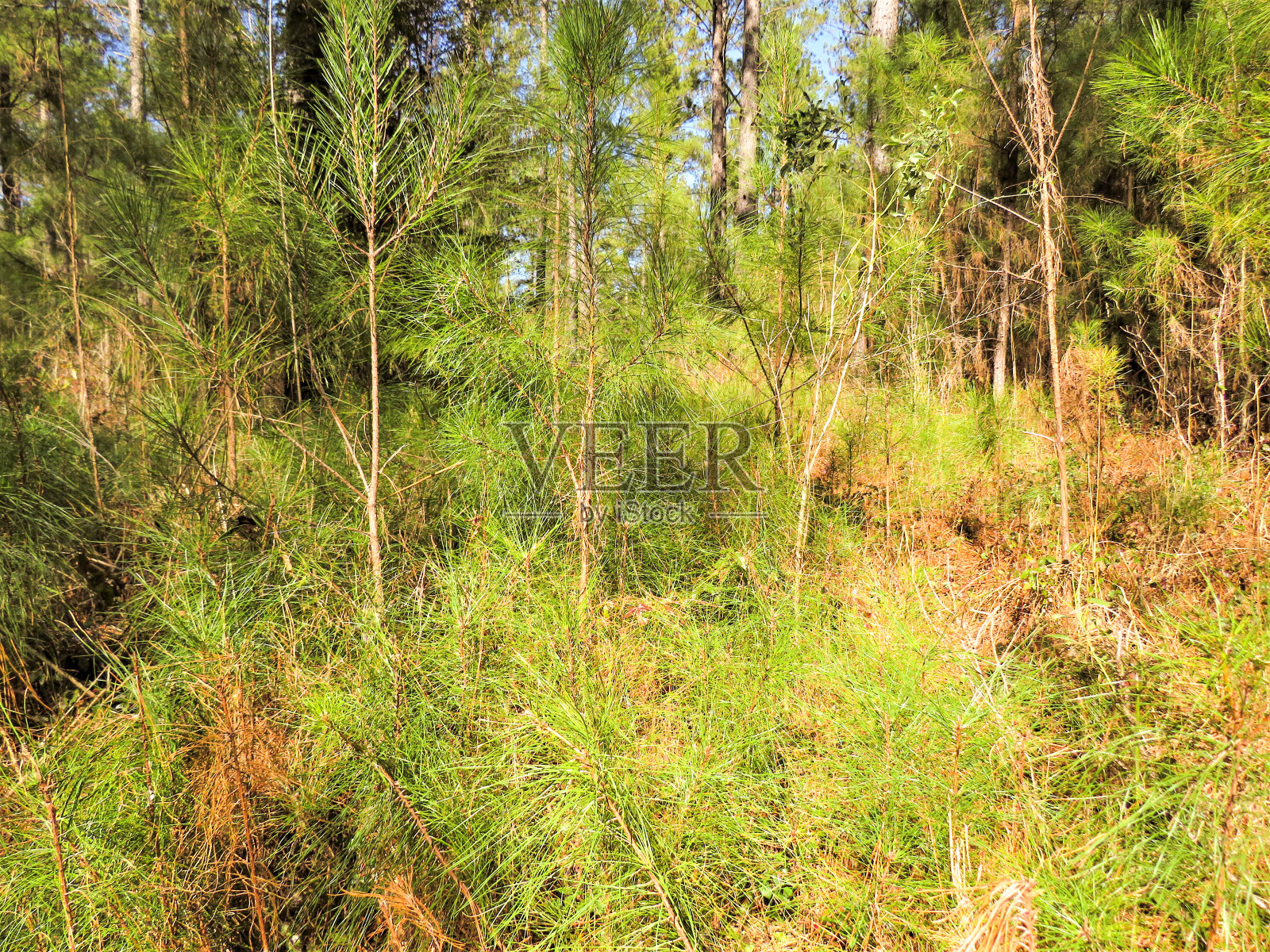 大的松树照片摄影图片