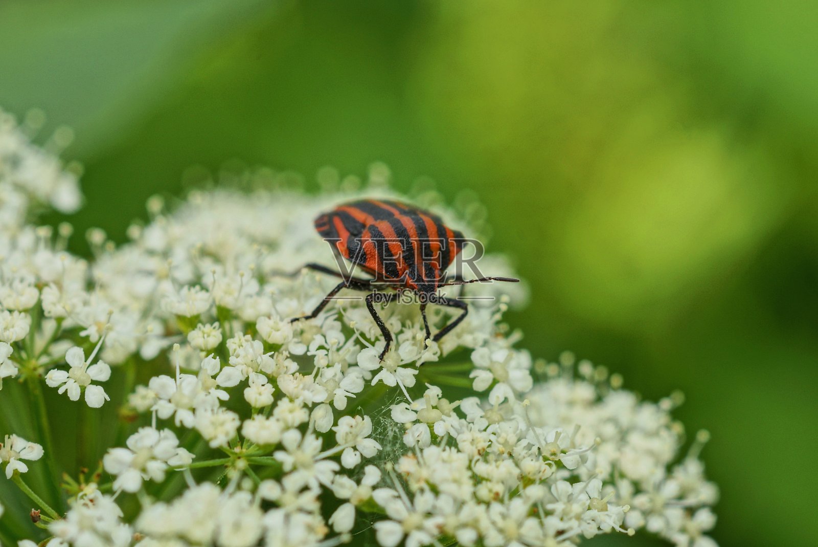一只条纹甲虫坐在白色的小花上照片摄影图片