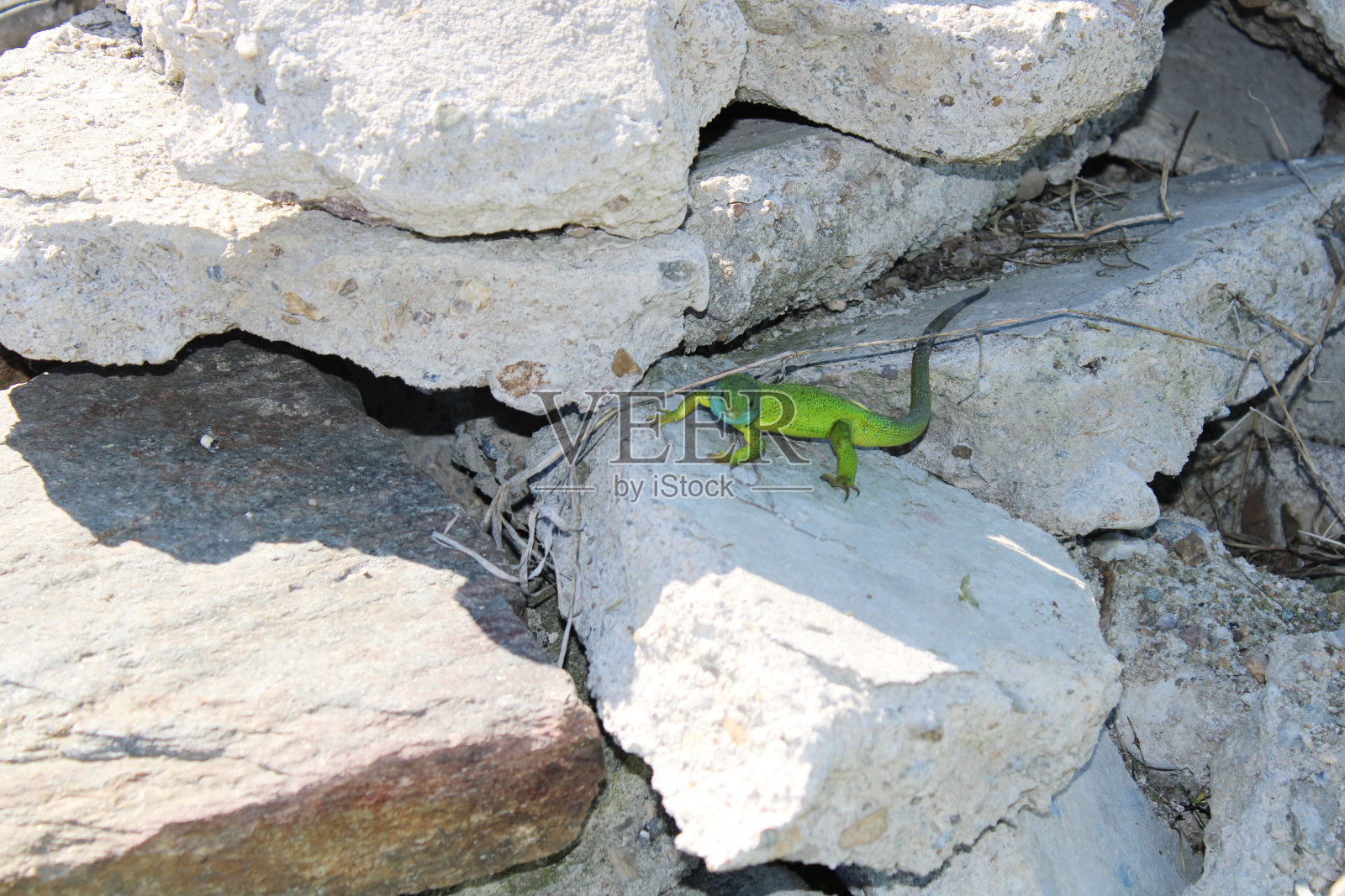 蜥蜴照片摄影图片