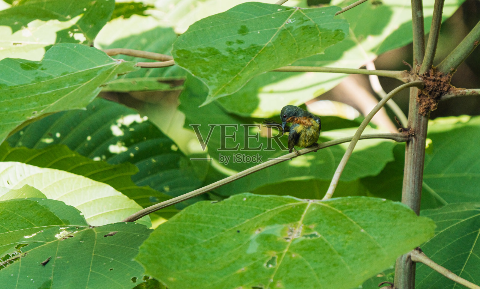 红宝石太阳鸟照片摄影图片