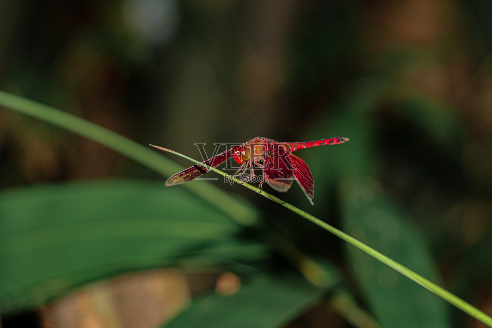 美丽的红蜻蜓照片摄影图片