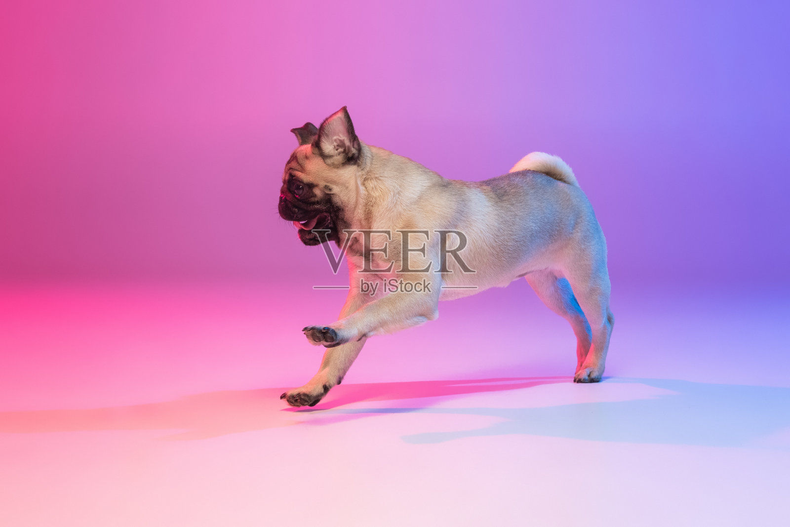 欢快的纯种哈巴狗的肖像孤立在霓虹灯梯度紫色的背景。照片摄影图片