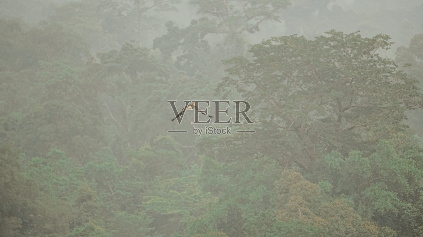 婆罗洲丛林森林照片摄影图片