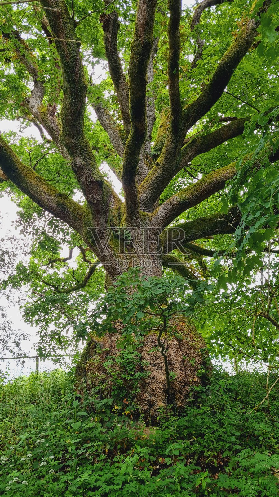 毛刺橡木照片摄影图片