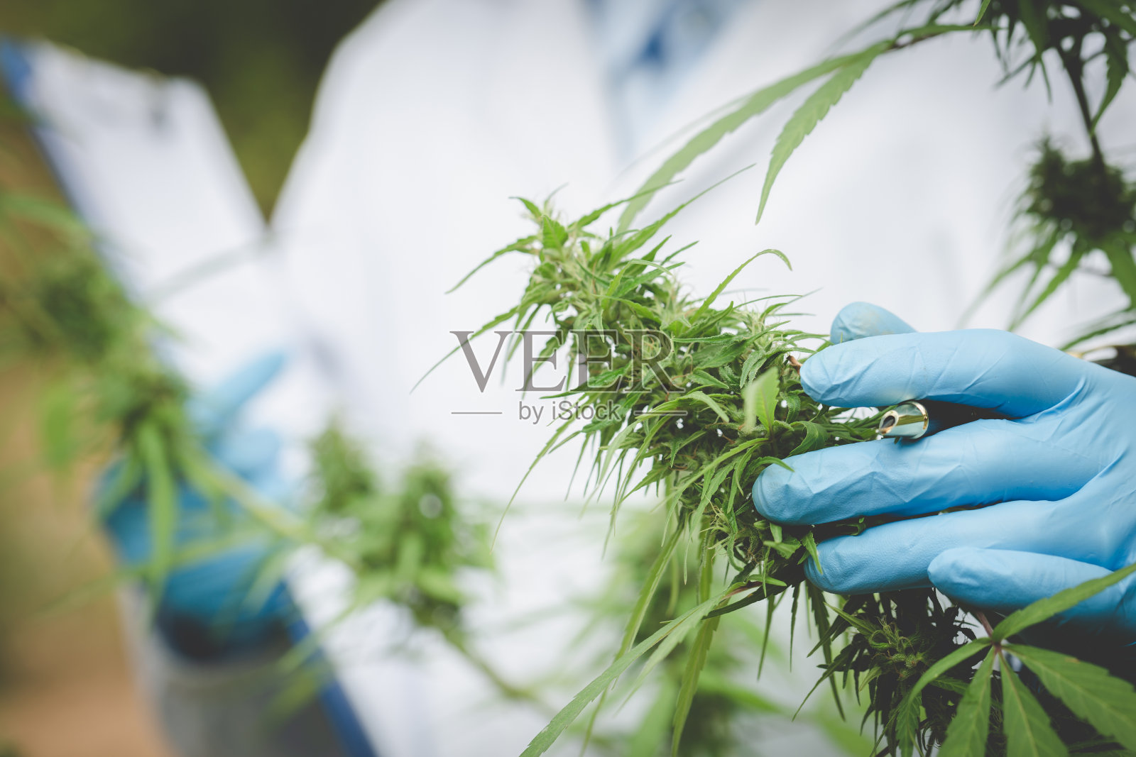 科学家在温室分析大麻植物的肖像。草药替代药物概念，cbd油，制药工业照片摄影图片