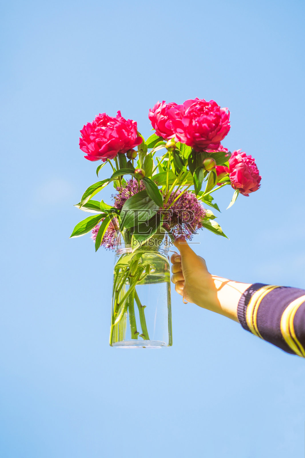 女人手捧粉红色的牡丹花照片摄影图片