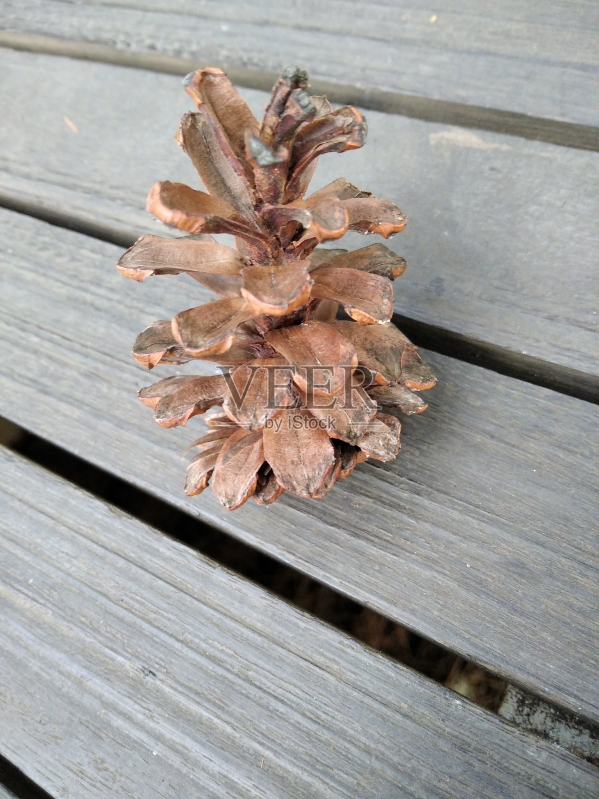 干松果照片摄影图片