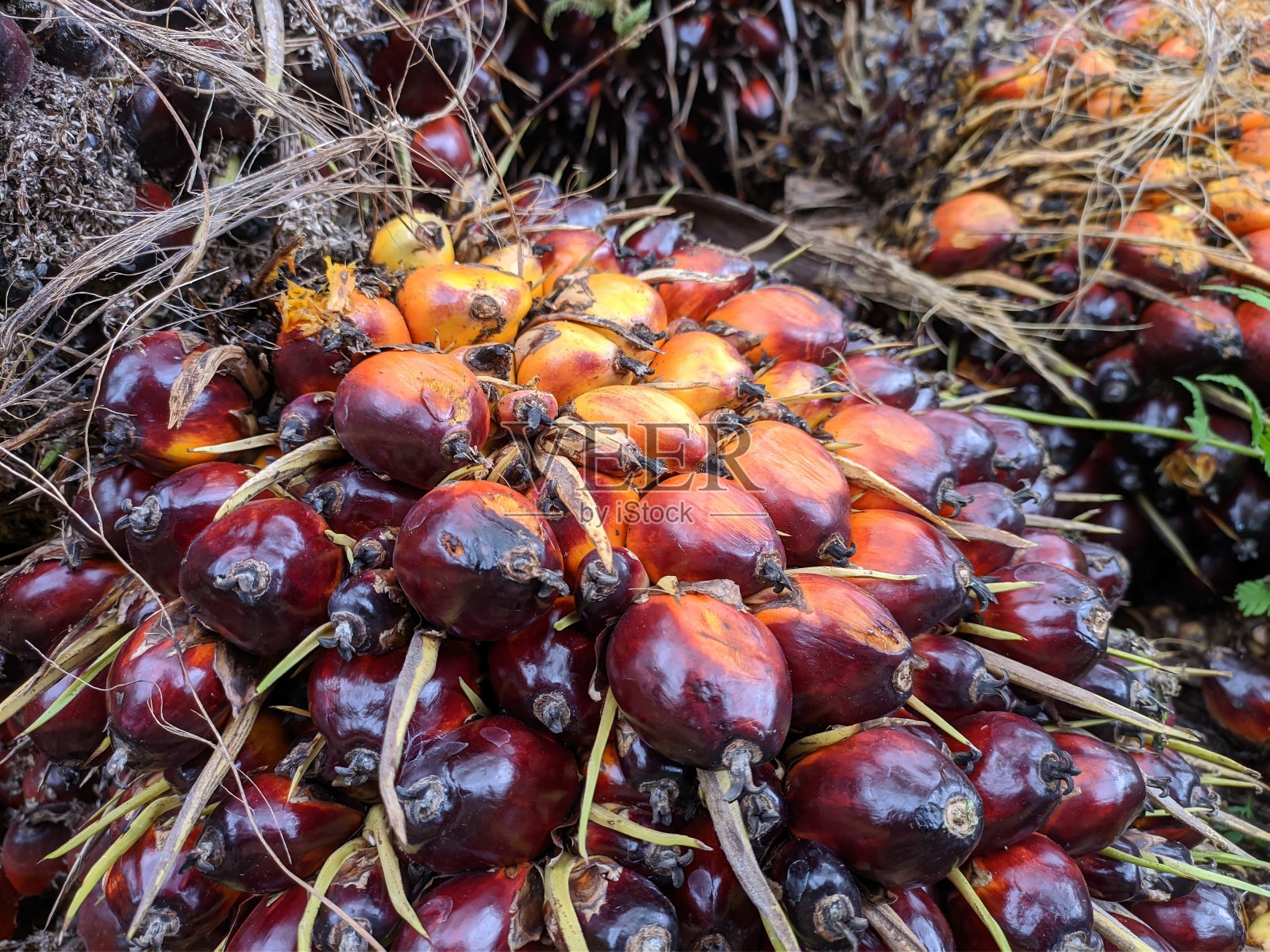收获后的新鲜油棕榈果实照片摄影图片