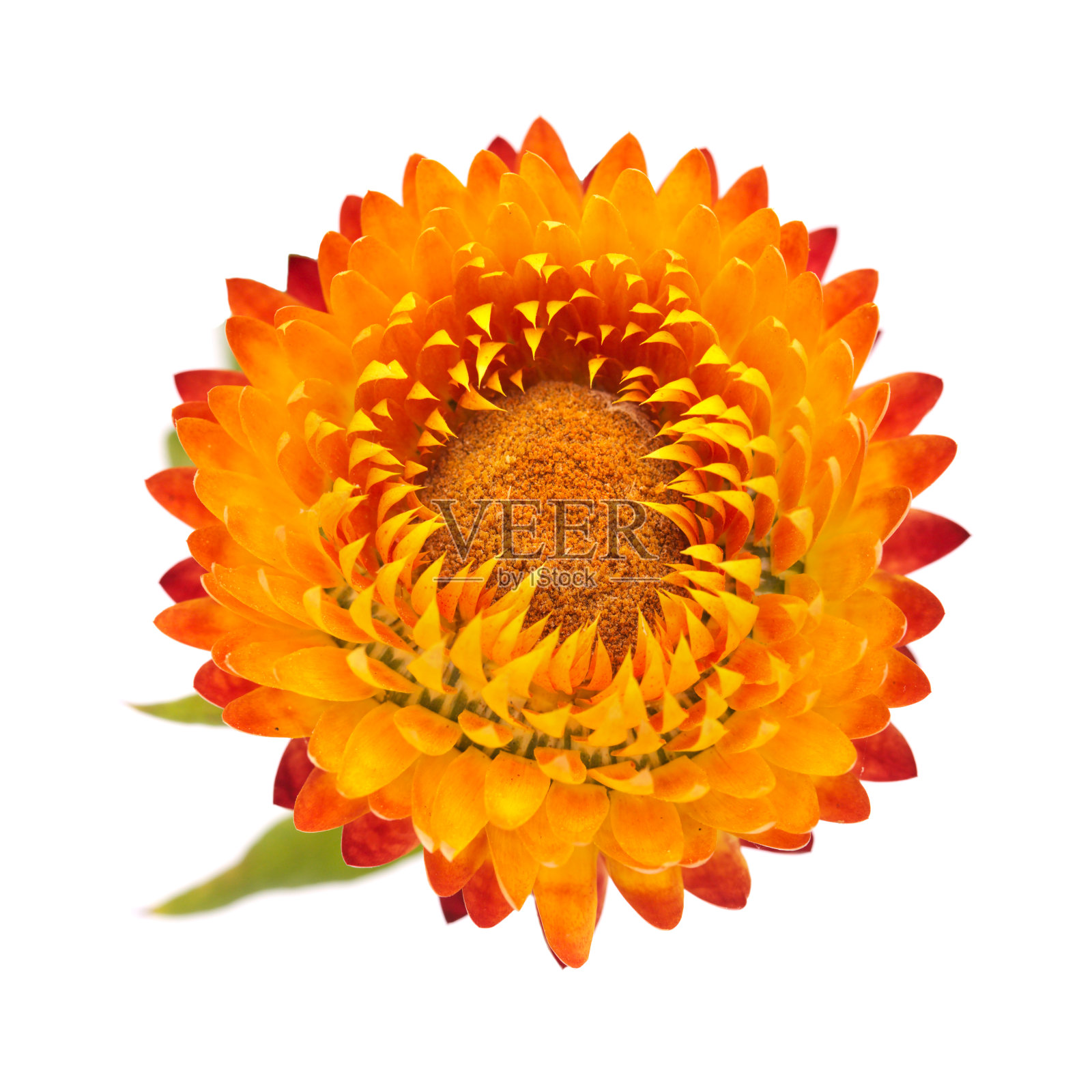 苞片干燥chrysum的花，金色的永久或稻草花，孤立在白色背景上照片摄影图片