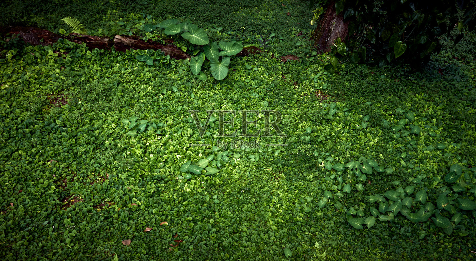 背景与森林地面上的小树叶照片摄影图片