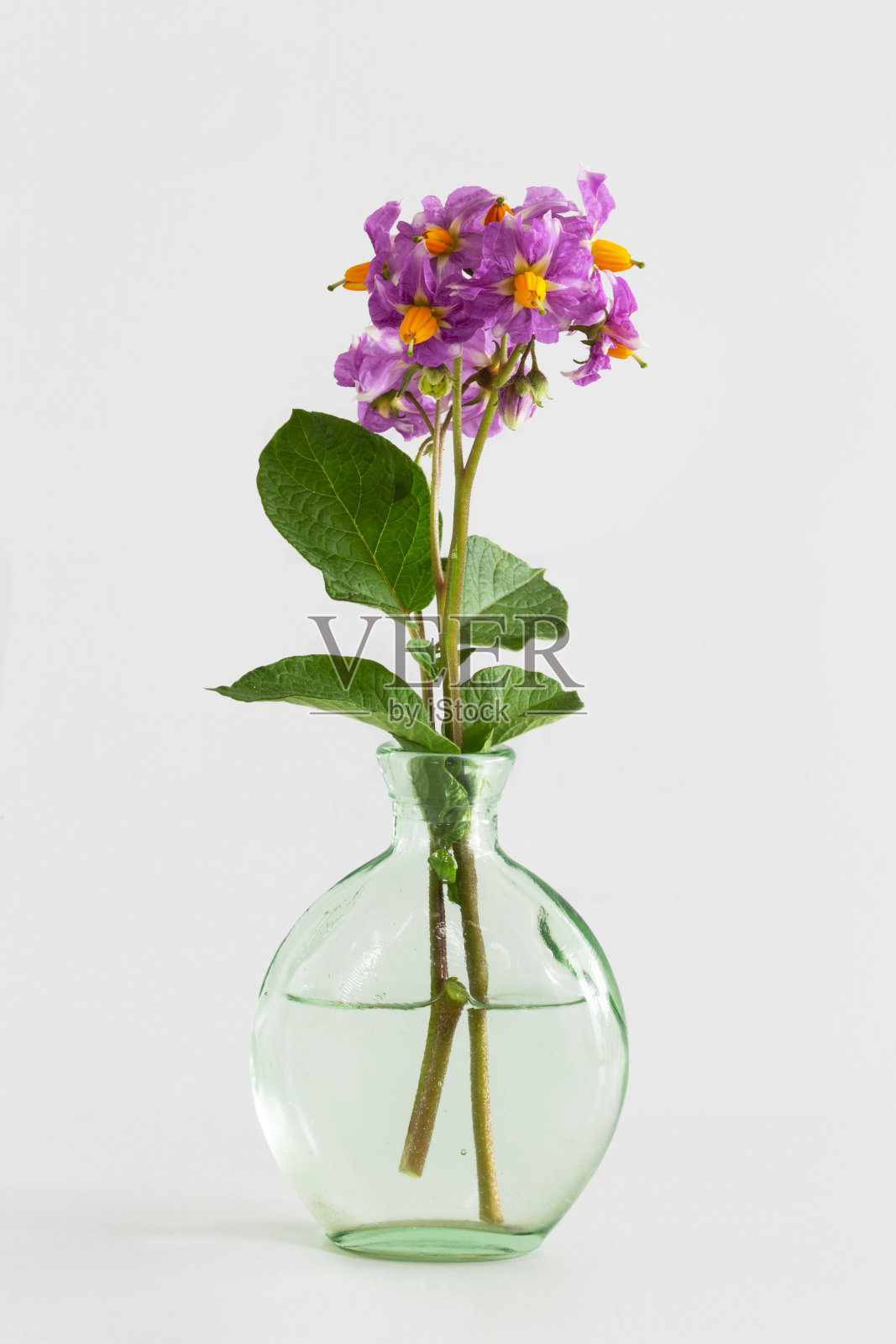 漂亮的红土豆花插在一个绿色的花瓶里。照片摄影图片