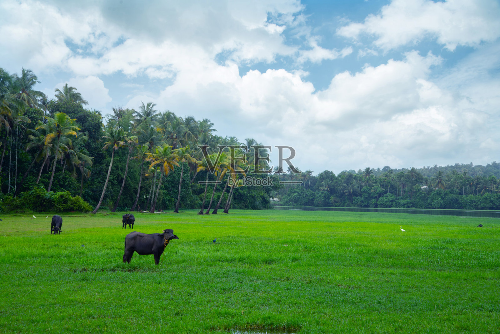 蓝云下的稻田里，水牛站着照片摄影图片