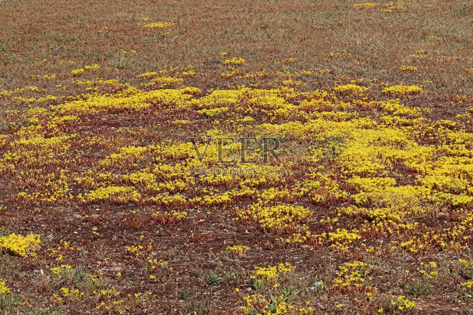 Orpin âcre -咬石作物(景天英亩)。照片摄影图片