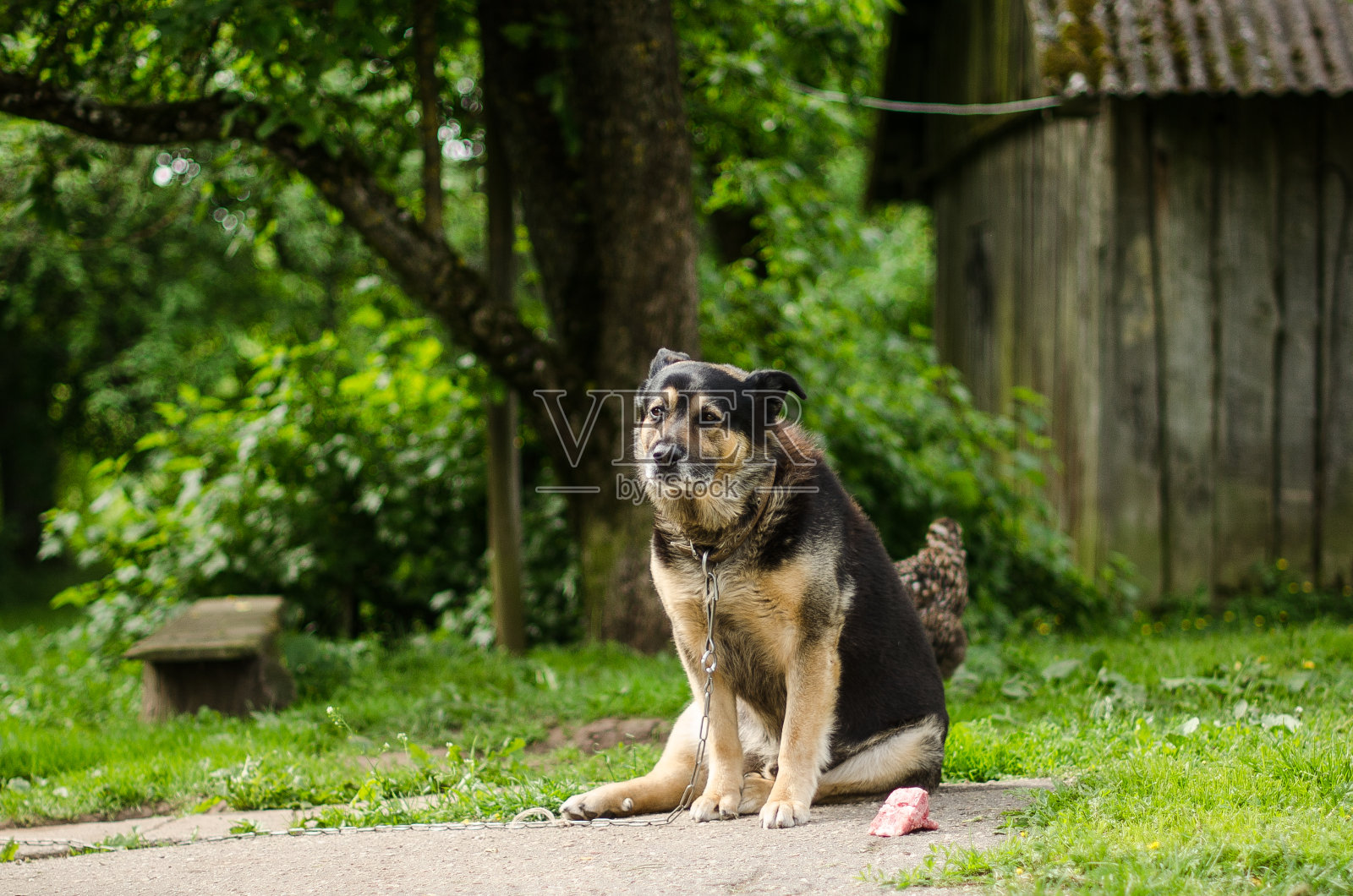 狗在一个古老的乡村房子照片摄影图片