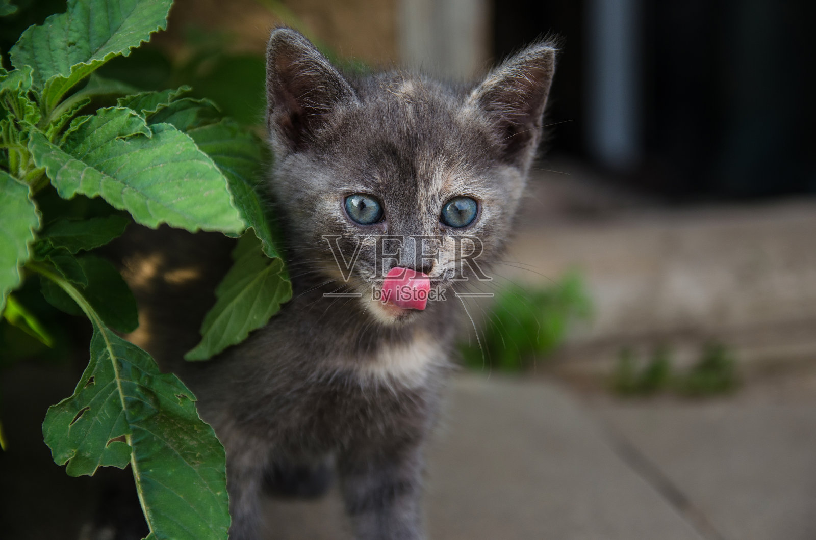 小猫舔着鼻子，向灌木丛外看。一只正在捕猎的猫看着它的猎物，想要吃掉它。饥饿和口渴。小猫正在为他探索一个新的世界。照片摄影图片
