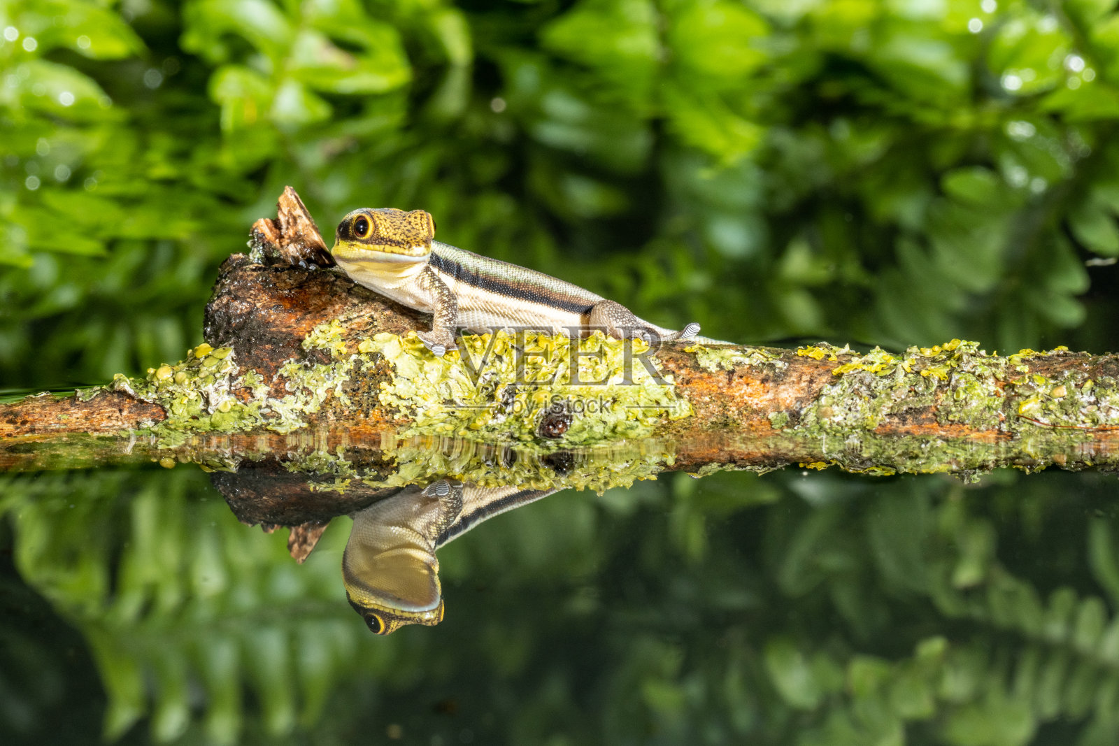 黄头日壁虎照片摄影图片