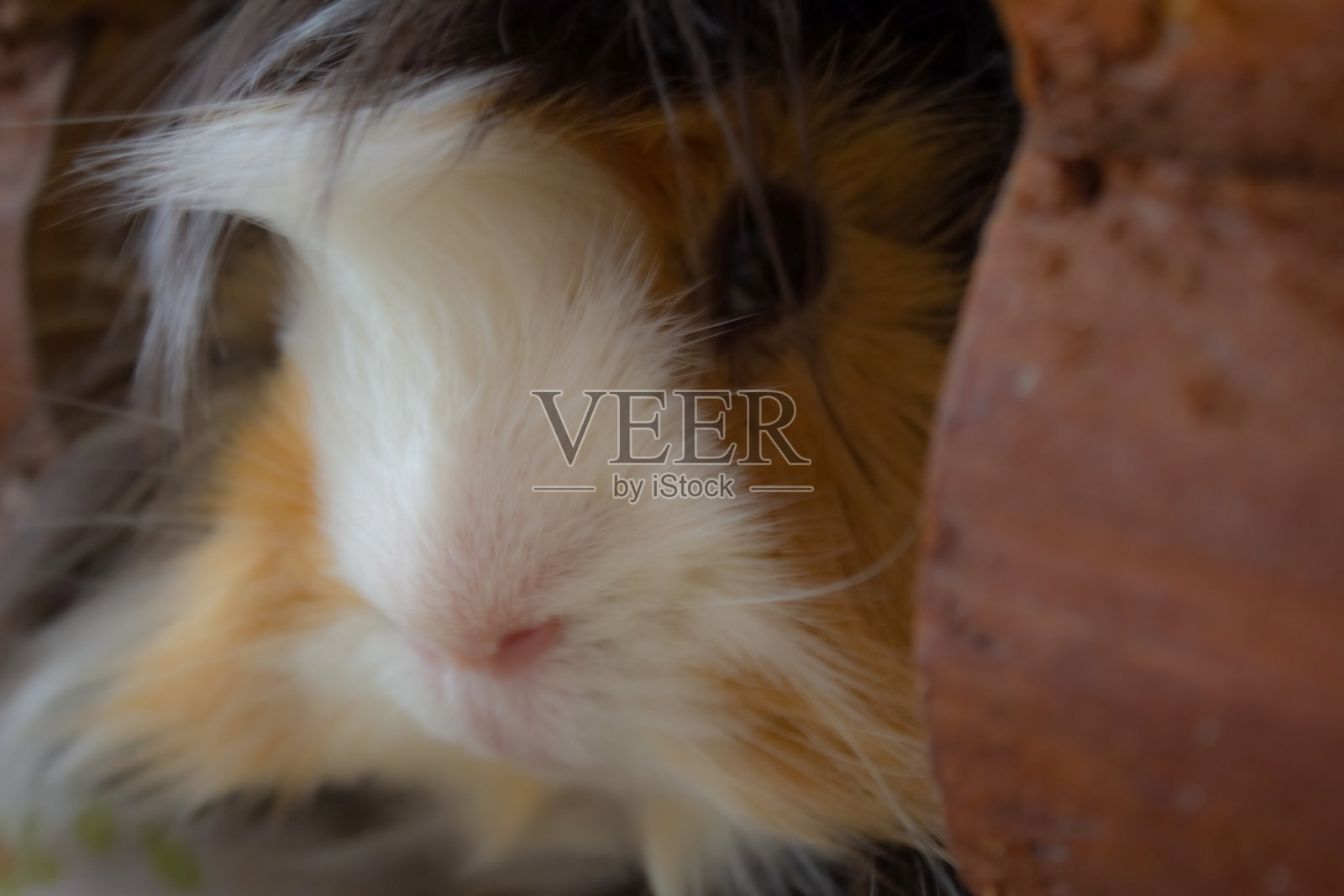 鱼子酱佩里维亚娜照片摄影图片