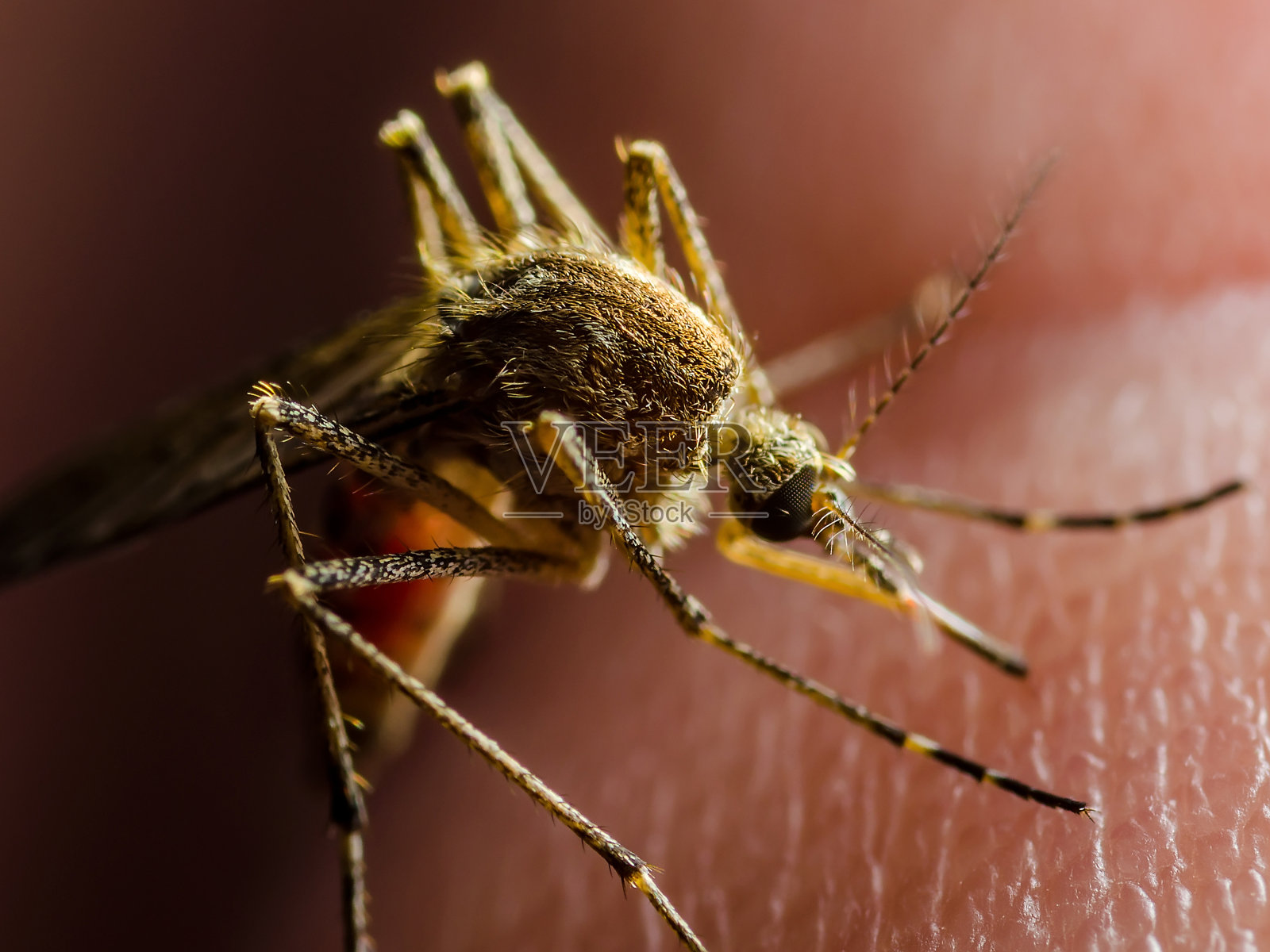 脑炎，黄热病，疟疾或寨卡病毒感染的库蚊寄生虫昆虫宏在黑暗的背景照片摄影图片