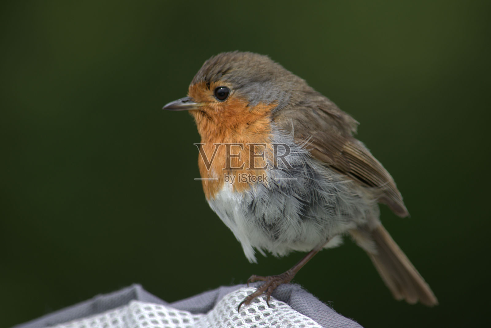 红胸知更鸟栖息并环顾四周。照片摄影图片