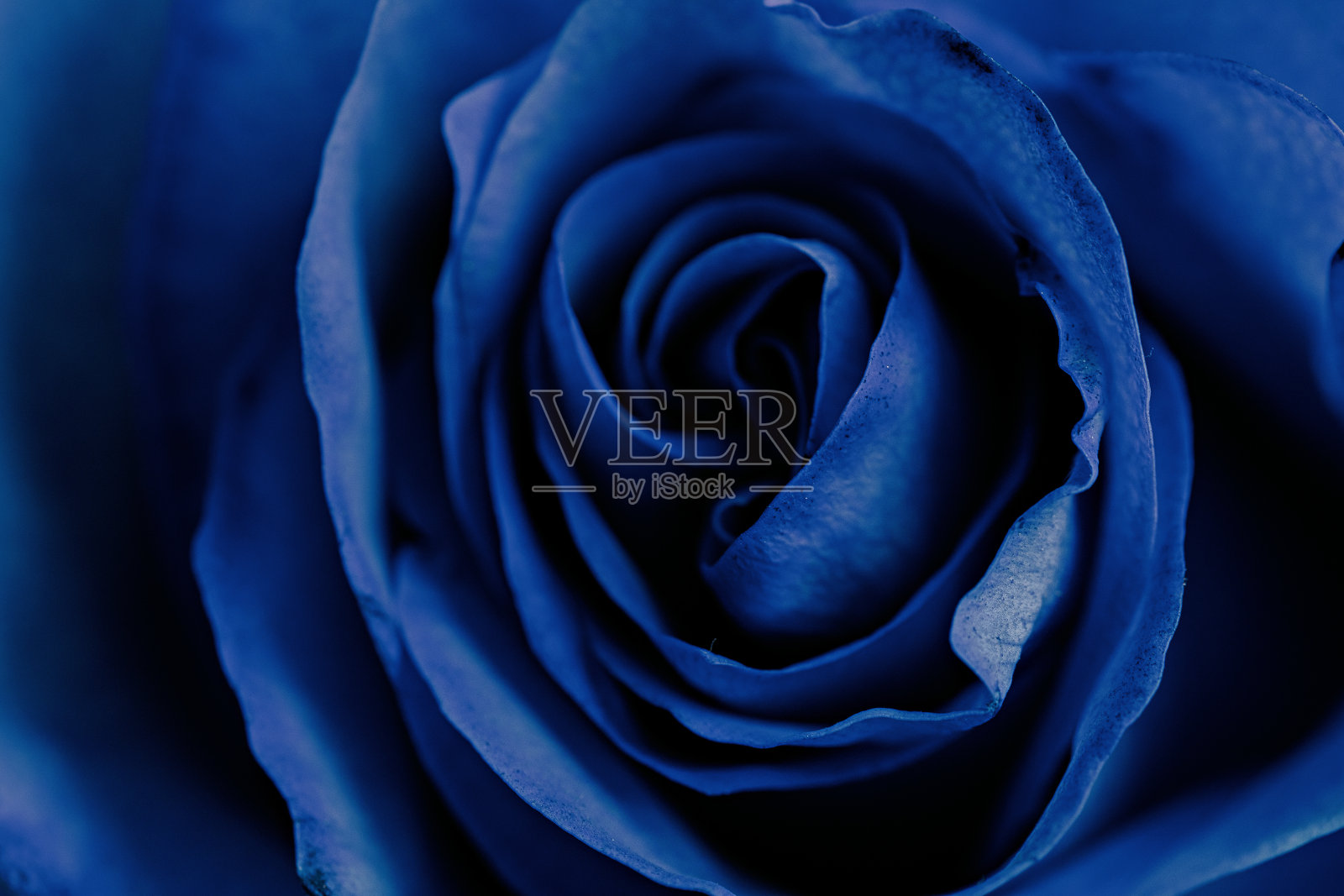 选择聚焦照片的华丽的蓝色玫瑰特写照片摄影图片